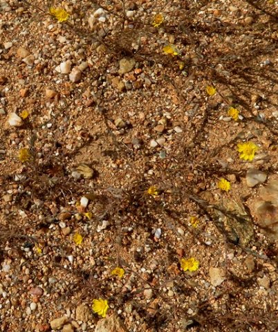 Rhynchopsidium pumilum