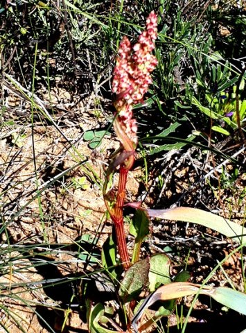 Rumex cordatus