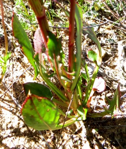 Rumex lativalvis