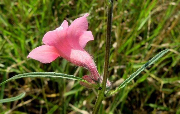 Sesamum alatum back view of a flower