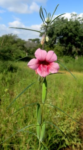 Sesamum alatum flower