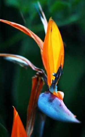 Strelitzia reginae blue spathe