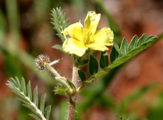 Tribulus terrestris stem-tip