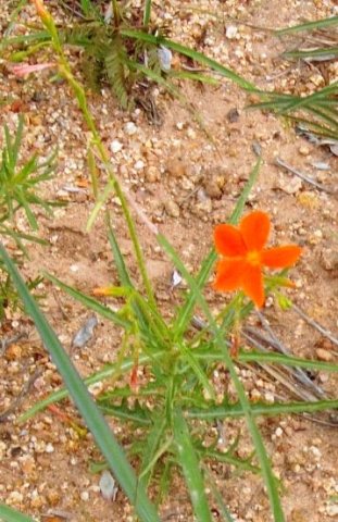 Tricliceras laceratum