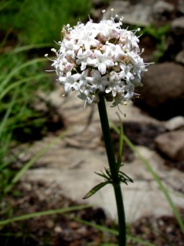 Valeriana capensis var. nana