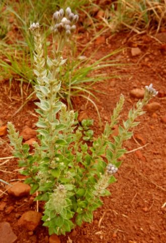Hilliardiella oligocephala buds