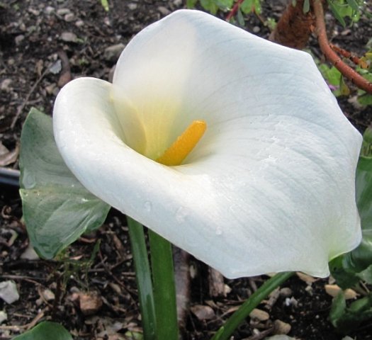 Zantedeschia aethiopica
