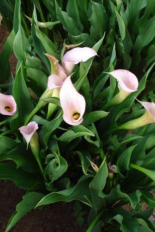 Zantedeschia rehmannii
