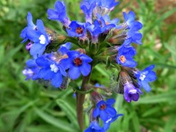 Anchusa capensis inflorescence