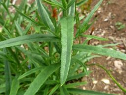 Anchusa capensis leaves