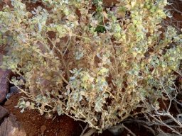 Atriplex lindleyi