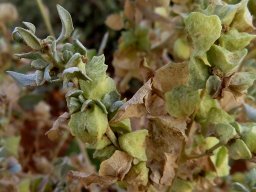 Atriplex lindleyi flowers and fruit