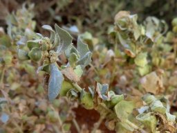 Atriplex lindleyi leaves