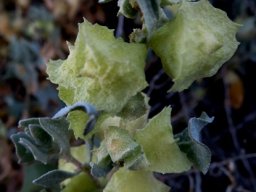 Atriplex lindleyi fruit