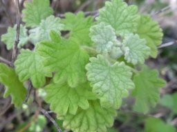 Ballota africana leaves