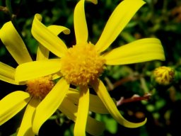 Bertilia hantamensis flowerhead