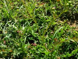 Bertilia hantamensis 