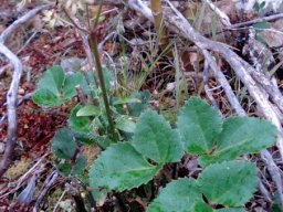 Anemone vesicatoria inflorescence