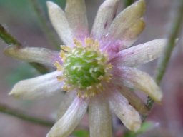 Anemone vesicatoria flower
