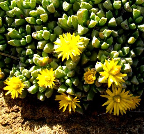Chasmatophyllum musculinum leaves