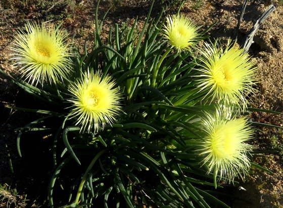 Conicosia pugioniformis subsp. alborosea