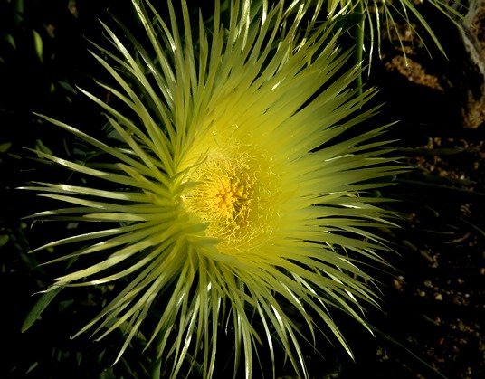 Conicosia pugioniformis subsp. alborosea flower