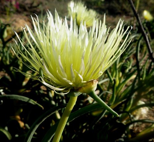 Conicosia pugioniformis subsp. alborosea flower and sepal