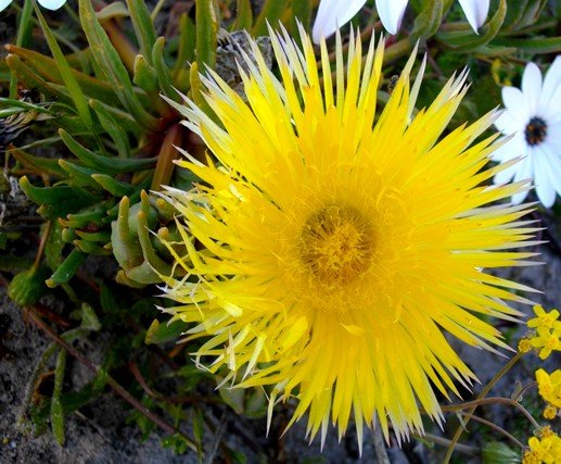 Conicosia pugioniformis subsp. pugioniformis flower