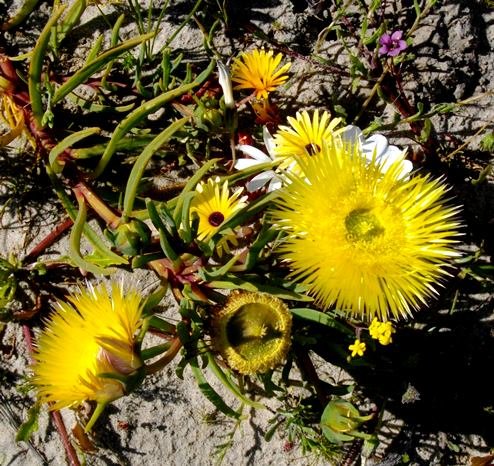 Conicosia pugioniformis subsp. pugioniformis in production mode