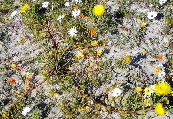 Conicosia pugioniformis subsp. pugioniformis, varkslaai