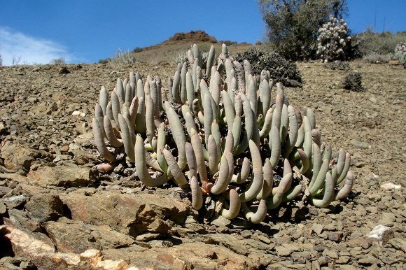 Cylindrophyllum comptonii