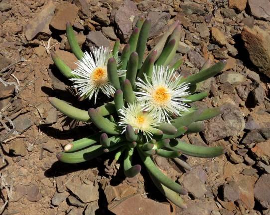Cylindrophyllum comptonii flowers