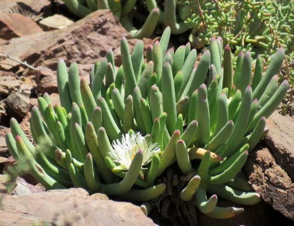 Cylindrophyllum comptonii green-leaved