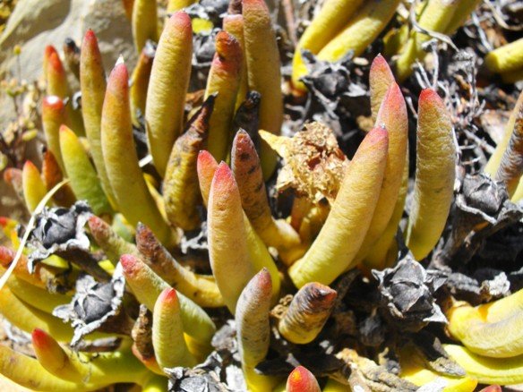 Cylindrophyllum tugwelliae