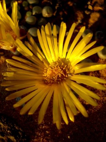 Fenestraria rhopalophylla subsp. aurantiaca flower