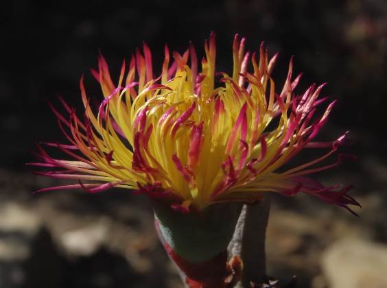 Hereroa aspera bicoloured petals