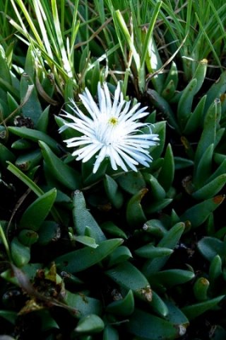 Khadia carolinensis