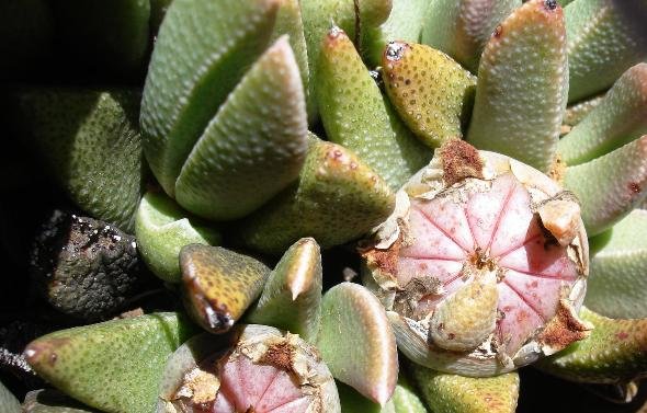 Rabiea albinota leaf papillae