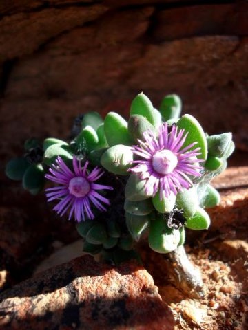 Schlechteranthus steenbokensis