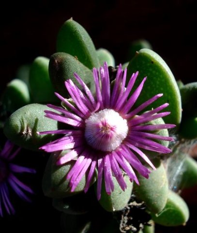 Schlechteranthus steenbokensis flower and leaves