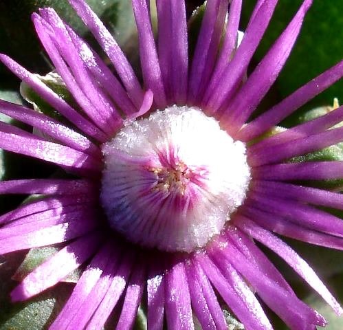 Schlechteranthus steenbokensis flower centre