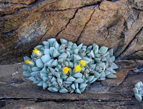 Schwantesia herrei thriving in rock