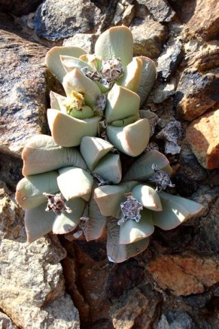 Schwantesia herrei fruit capsules