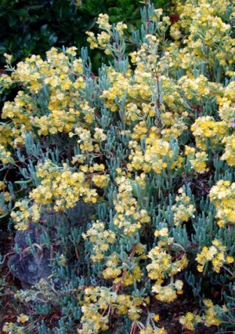 Scopelogena verruculata