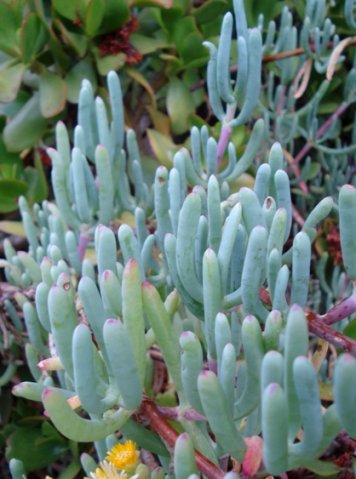 Scopelogena verruculata leaves