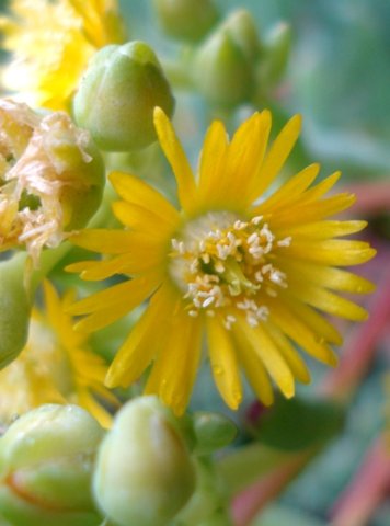 Scopelogena verruculata flowers