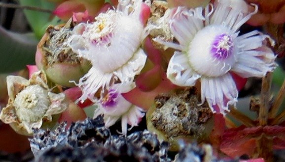 Stoeberia frutescens flowers