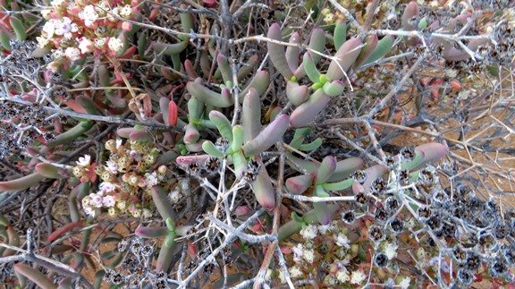 Stoeberia frutescens