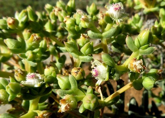 Stoeberia frutescens plenty of buds