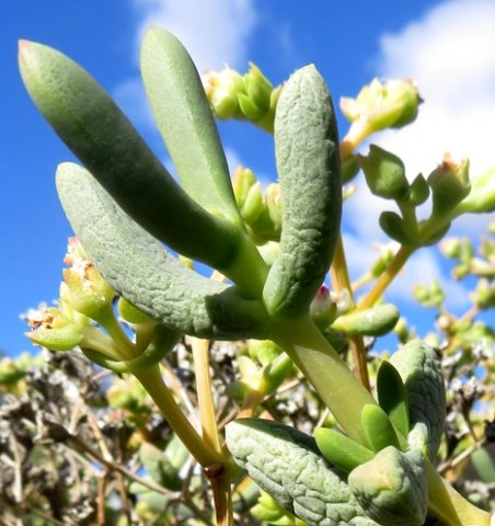 Stoeberia frutescens leaves
